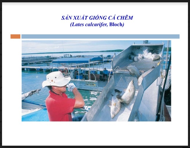 Công nghệ sản xuất giống cá chẽm (Lates calcarifer)