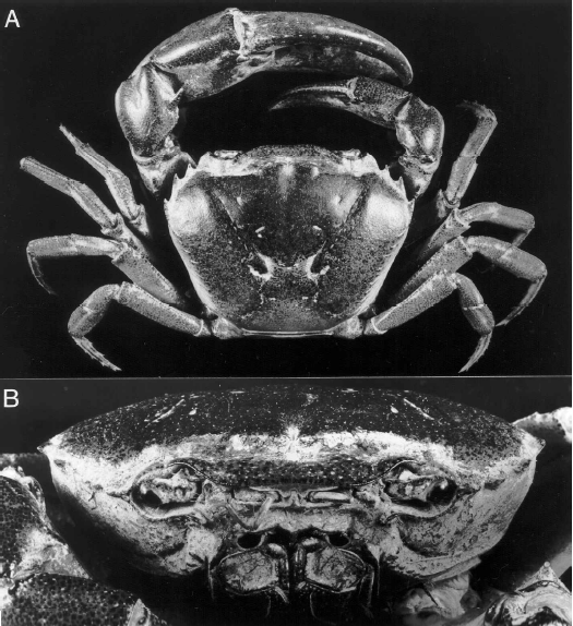 Description of a new species of Somanniathelphusa (Decapoda, Brachyura, Parathelphusidae) from Vietnam
