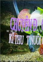 Kỹ thuật nuôi cá lia thia