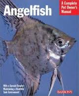 Angelfish