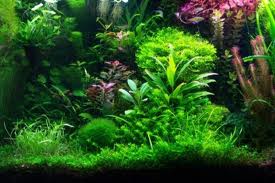 Encyclopedia of Aquarium Plants