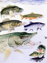 Sổ tay tra cứu danh mục và hình ảnh các loài cá nước ngọt ở ĐBSCL