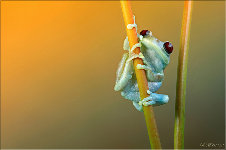 Hầu hết các loài ếch cây thích nghi với đời sống trên cây.