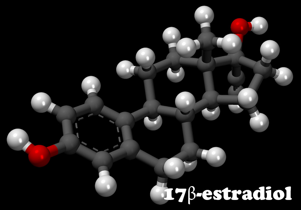 17β-estradiol, 17β-estradiol sản xuất giống cá, 17β-estradiol sản xuất cá hề cái, hormone 17β-estradiol 