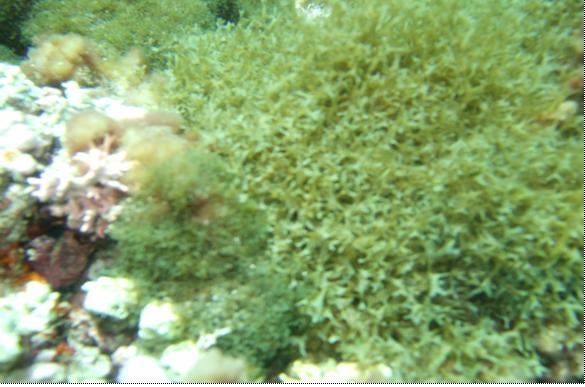 Một số loài rong biển ở vùng dưới triều quần đảo Trường Sa - Ảnh: Đàm Đức Tiến