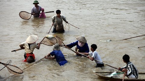  Cá đã say thuốc nên chỉ cần dùng vợt cũng bắt được cá.