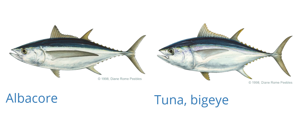 Bán cá ngừ đại dương nguyên con trọng lượng từ 20kg  70kg tại Hà Nội