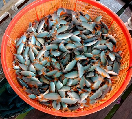 Khám phá 55 về mô hình nuôi ghép cá nước ngọt hay nhất  Tin học Đông Hòa