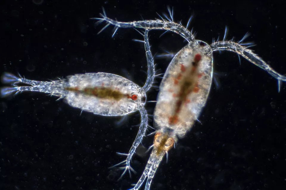 copepod và amphipod, nuôi copepod, nuôi amphipod, thức ăn cá biển