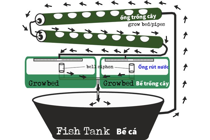 hệ thống aquaponics, nuôi cá