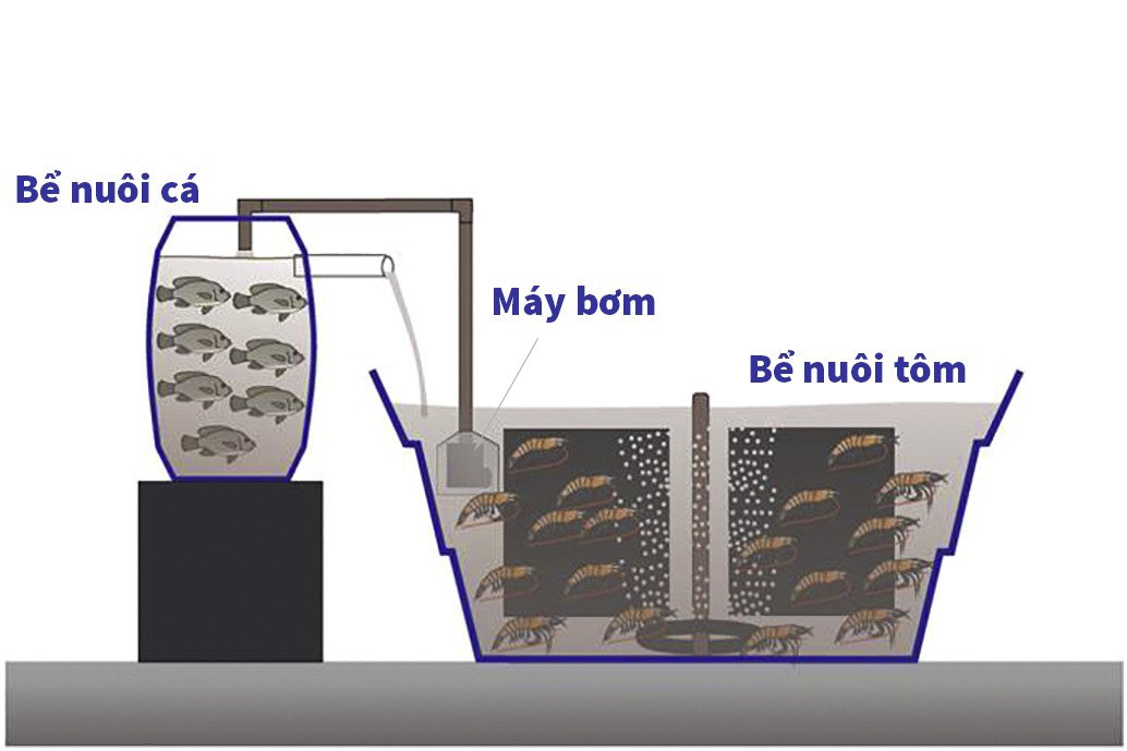 Ứng dụng công nghệ Biofloc trong nuôi trồng thủy sản Đem lại hiệu quả kinh  tế cao  Báo Dân tộc và Phát triển