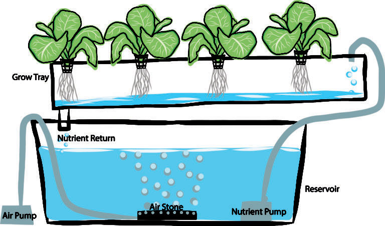 hệ thống aquaponics, nuôi cá