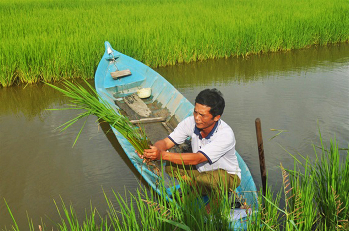 nuôi tôm càng xanh trong ruộng lúa