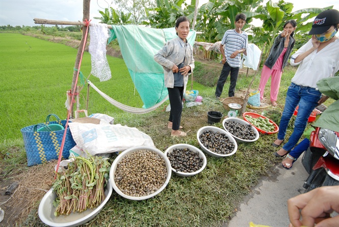 giá các loại cá nước ngọt