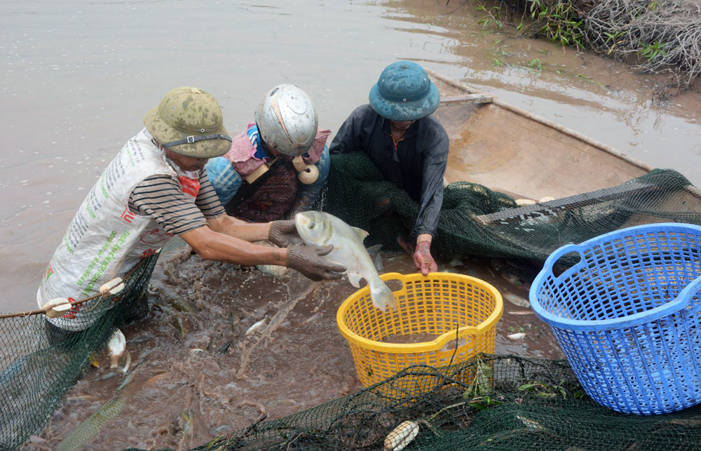 nuôi cá Phú Thọ, nuôi cá sông trong ao