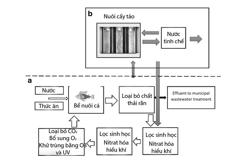 Tích hợp vi tảo trong hệ thống nuôi trồng thủy sản tuần hoàn