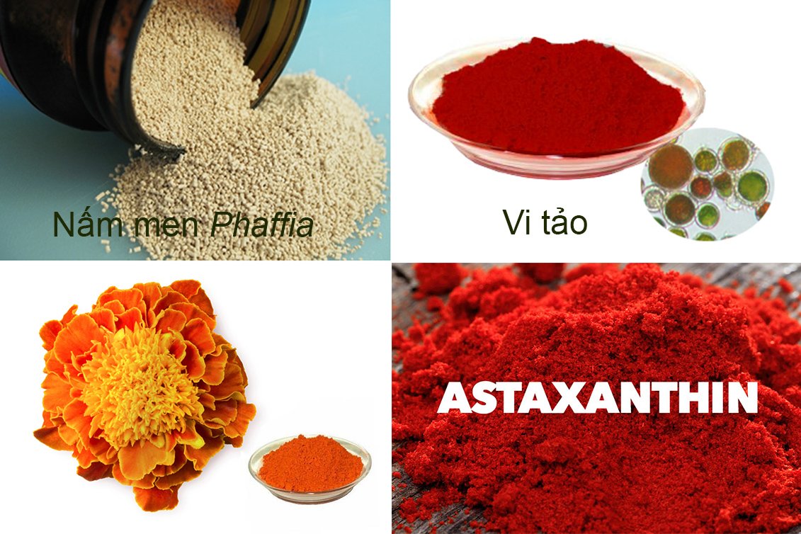 màu sắc tôm, cải thiện màu sắc tôm, nuôi tôm, màu tôm thẻ, màu tôm sú, astaxanthin trên tôm