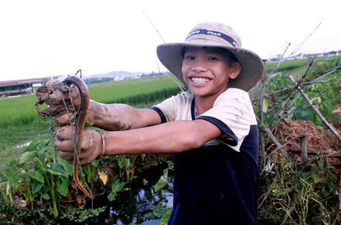 lươn đồng, bắt lươn, bắt lươn đồng, chế biến lươn, thủ phủ lươn đồng