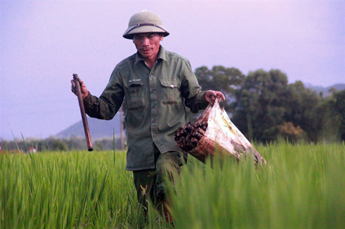 lươn đồng, bắt lươn, bắt lươn đồng, chế biến lươn, thủ phủ lươn đồng