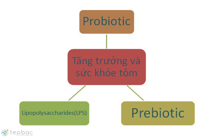 nuôi tôm, miễn dịch tôm, tăng trưởng tôm, tôm thẻ, tôm sú, probiotics, prebiotic, Lipopolysaccharides