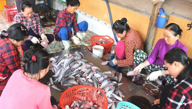 cá lóc, nuôi cá lóc, cá lóc khô, giá cá, giá cá lóc, giá cá đồng, thủy sản