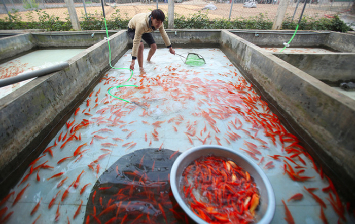 nuôi cá chép, nuôi cá, nuôi cá chép đỏ, cá chép đỏ, cá chép, làng nuôi cá chép