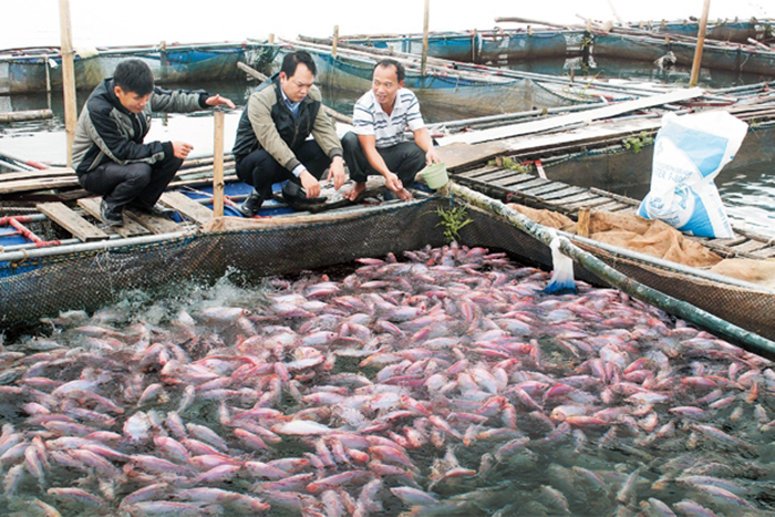 phòng trị bệnh cho cá, trị bệnh cho cá, bệnh trên cá, bệnh cá, bệnh vi khuẩn