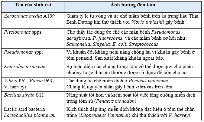 probiotic phòng bệnh tôm