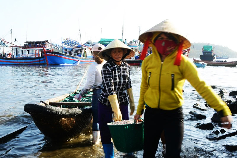 cá cơm, chế biến cá cơm, làm cá cơm khô, cá cơm khô, cá khô, thủy sản