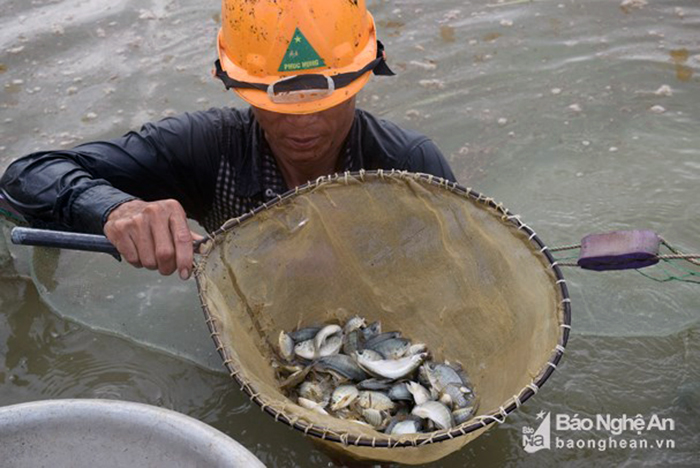 cá rô phi, giống cá, giống cá đặc sản, cá đặc sản, cá giống, nuôi cá, nuôi cá Nghệ An