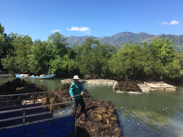 rau câu chỉ vàng, trúng rau câu chỉ vàng, Cam Hải Tây, rau câu vào mùa