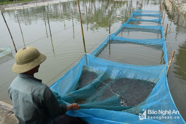 giống cá, giống cá đặc sản, cá đặc sản, cá giống, nuôi cá, nuôi cá Nghệ An