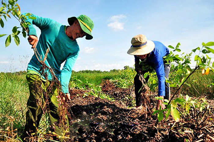 Nuôi tôm, cải tạo ao, cải tạo ao đất, kỹ thuật nuôi tôm, dây thuốc cá