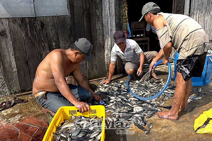 Nuôi tôm, cải tạo ao, cải tạo ao đất, kỹ thuật nuôi tôm, dây thuốc cá