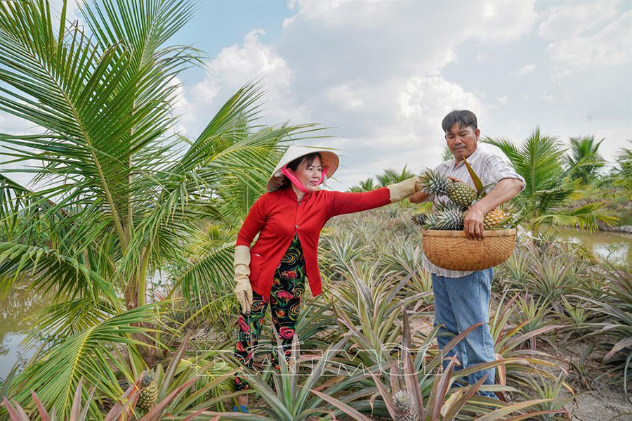 dừa khóm cá, nuôi cá, mô hình nuôi cá, nông dân làm giàu