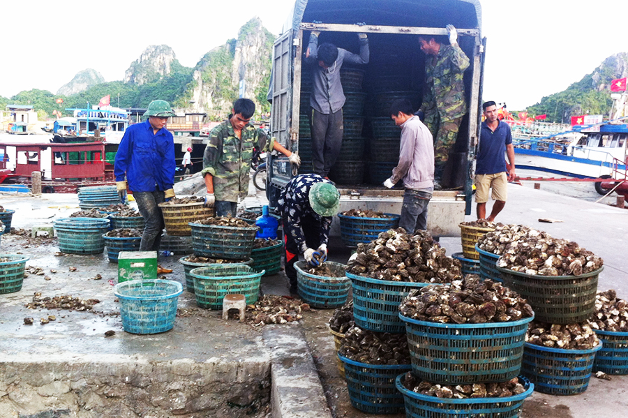 tàu cá, tàu cá Quảng Ninh, đánh bắt thủy sản, nghiệp đoàn nghề cá, nghề cá