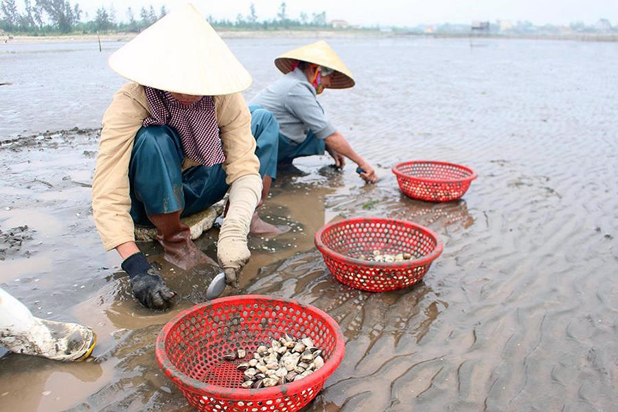 nuôi tôm, nuôi cá, nuôi tôm Nghệ An, mô hình nuôi tôm