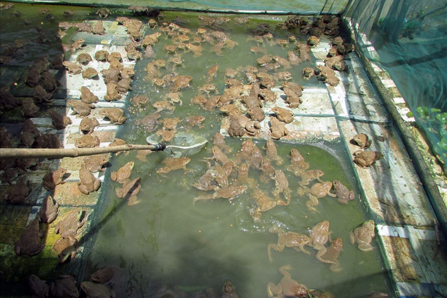 Tận dụng mặt nước ao, hồ nuôi cá để nuôi ếch, mỗi chuồng nuôi có gần 1000 con 
