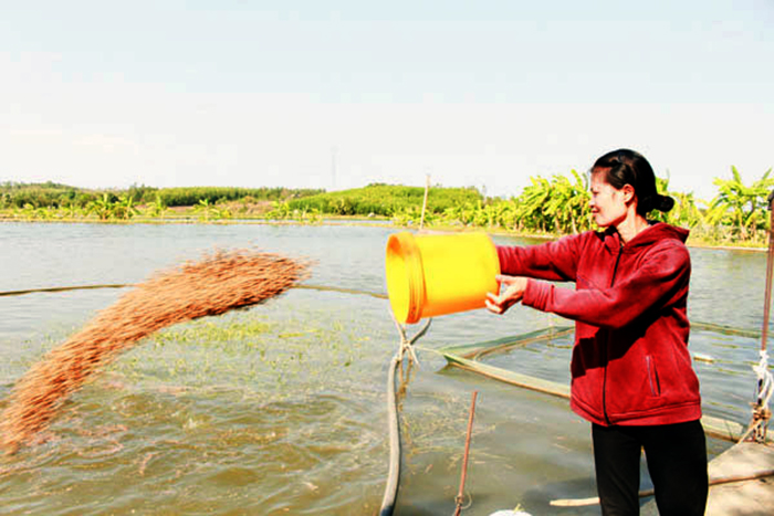 nuôi cá, nuôi cá nước ngọt, giá cá, thủy sản, nông dân làm giàu 