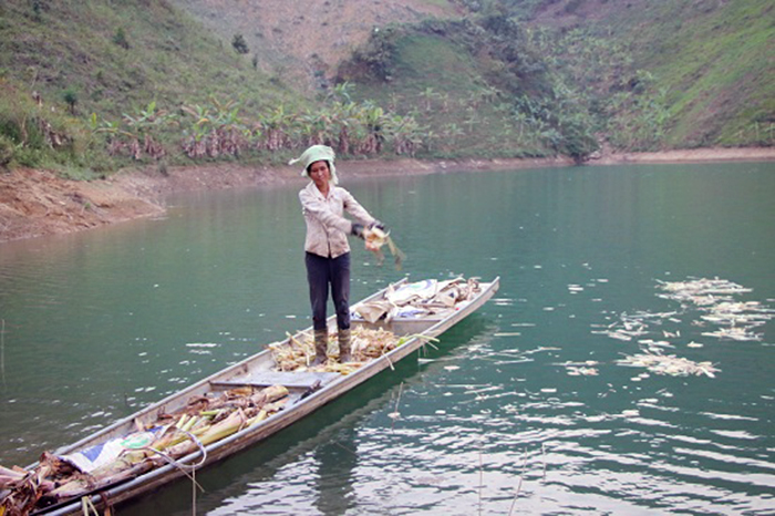 Nhờ được nuôi trong môi trường nước tự nhiên nên cá của ông Dành phát triển tốt, lớn nhanh.