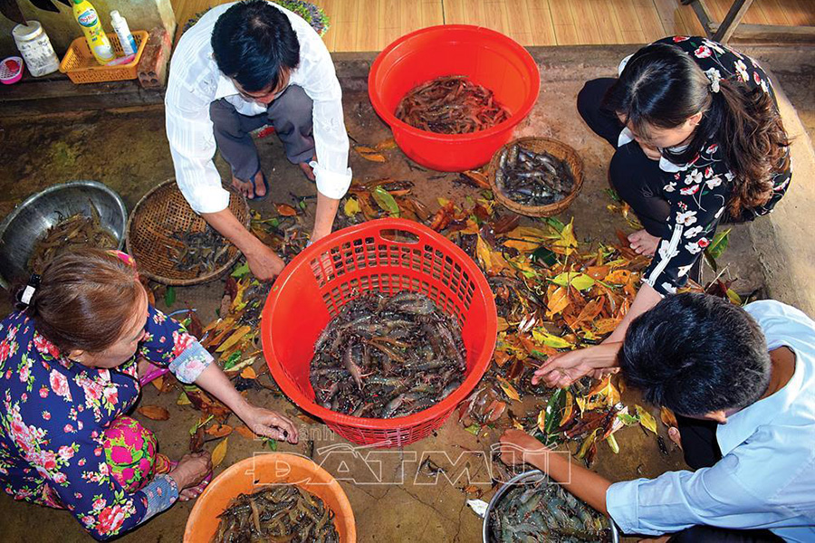 nuôi tôm, nuôi tôm 2 giai đoạn, nuôi tôm sú, nuôi tôm sú 2 giai đoạn, mô hình nuôi tôm