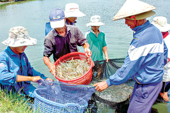 nuôi tôm, nuôi tôm nước lợ, bệnh tôm, bệnh trên tôm, nuôi tôm Quảng Nam