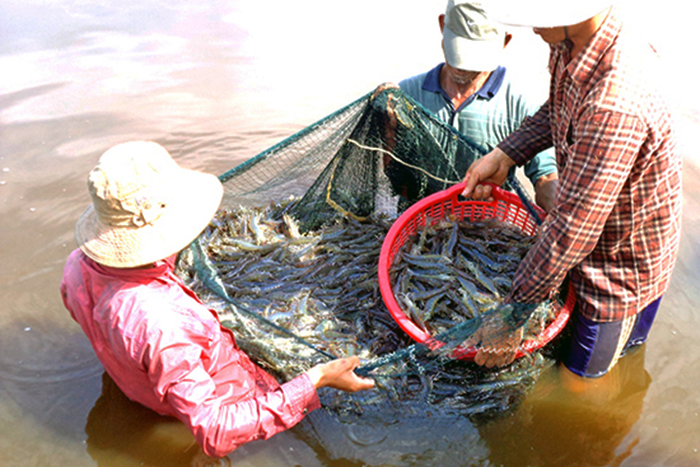 nuôi tôm, nuôi tôm nước lợ, bệnh tôm, bệnh trên tôm, nuôi tôm Quảng Nam