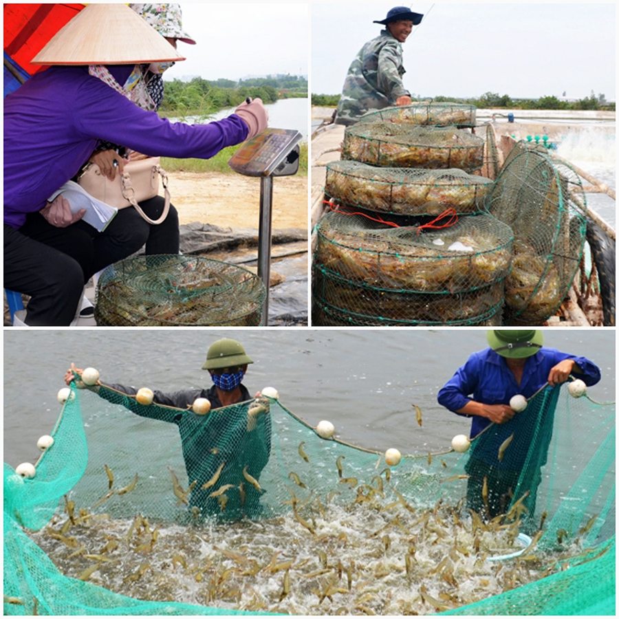 nuôi cá biển, nuôi cá Quảng Ninh, nuôi tôm, nuôi trồng thủy sản