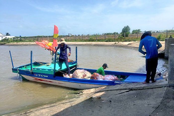 Mô hình nuôi tôm thẻ chân trắng bằng công nghệ Semi - Biofloc được đánh giá là thân thiện với môi trường nhưng mang lại hiệu quả cao.