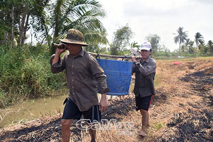 Cá đồng, thu hoạch cá đồng, nuôi cá, nuôi cá đồng