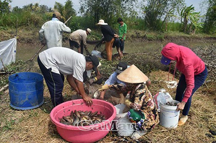 Cá đồng, thu hoạch cá đồng, nuôi cá, nuôi cá đồng