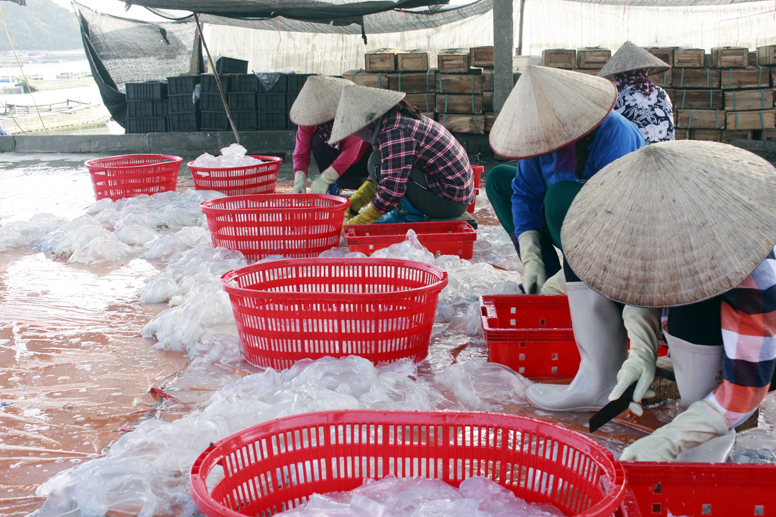 Sứa, chế biến sứa, đánh bắt sứa, đánh bắt, thủy sản