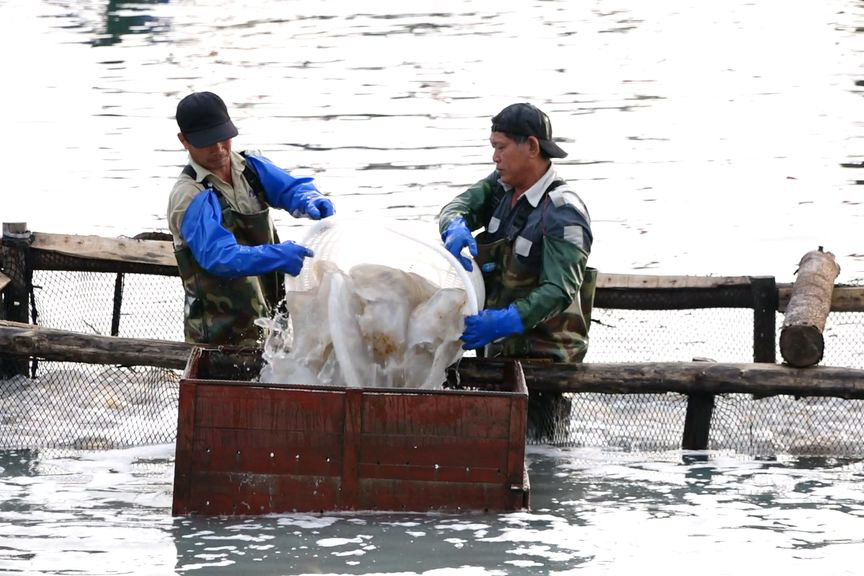 Sứa, chế biến sứa, đánh bắt sứa, đánh bắt, thủy sản