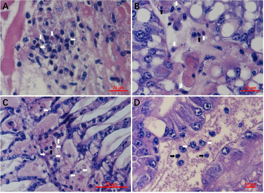 tôm càng xanh, tôm thẻ chân trắng, virus SHIV, bệnh do SHIV, bệnh đầu trắng